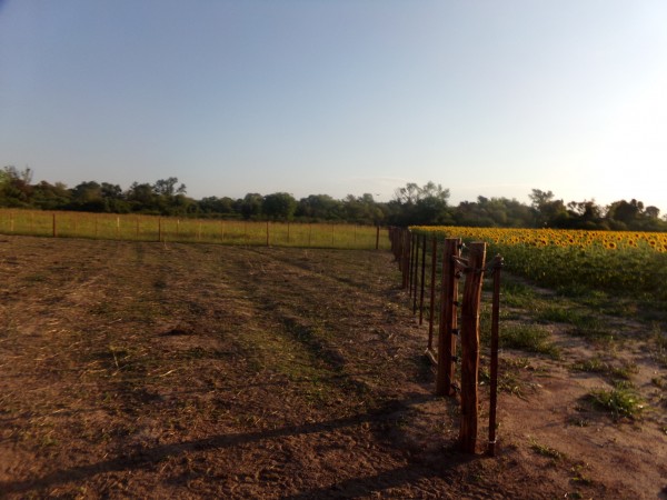 SE VENDE CAMPO. LOCALIDAD DE NAPENAY