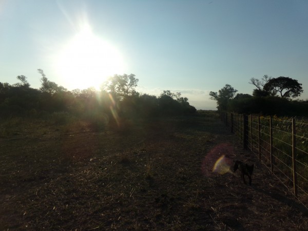 SE VENDE CAMPO. LOCALIDAD DE NAPENAY