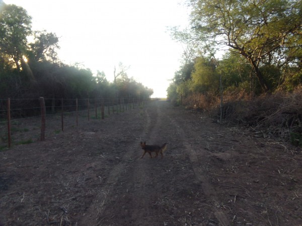 SE VENDE CAMPO. LOCALIDAD DE NAPENAY