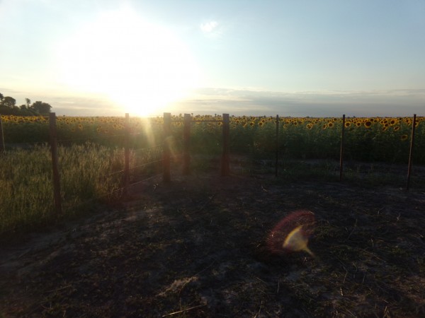 SE VENDE CAMPO. LOCALIDAD DE NAPENAY