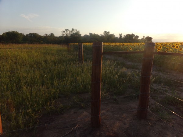 SE VENDE CAMPO. LOCALIDAD DE NAPENAY