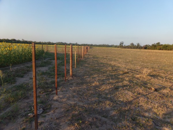 SE VENDE CAMPO. LOCALIDAD DE NAPENAY