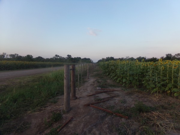 SE VENDE CAMPO. LOCALIDAD DE NAPENAY