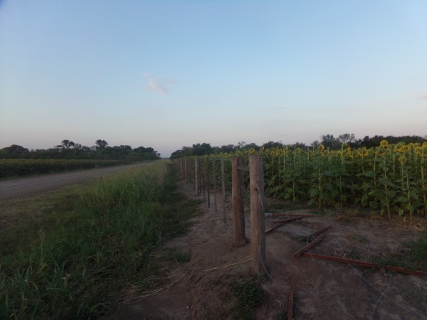 SE VENDE CAMPO. LOCALIDAD DE NAPENAY