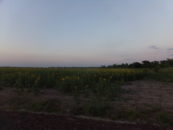 SE VENDE CAMPO. LOCALIDAD DE NAPENAY