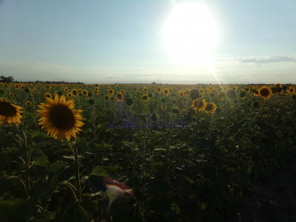 SE VENDE CAMPO. LOCALIDAD DE NAPENAY