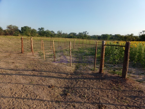 SE VENDE CAMPO. LOCALIDAD DE NAPENAY