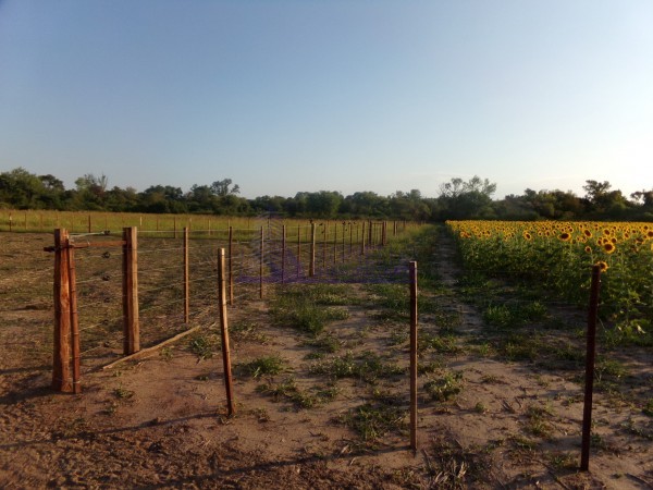 SE VENDE CAMPO. LOCALIDAD DE NAPENAY